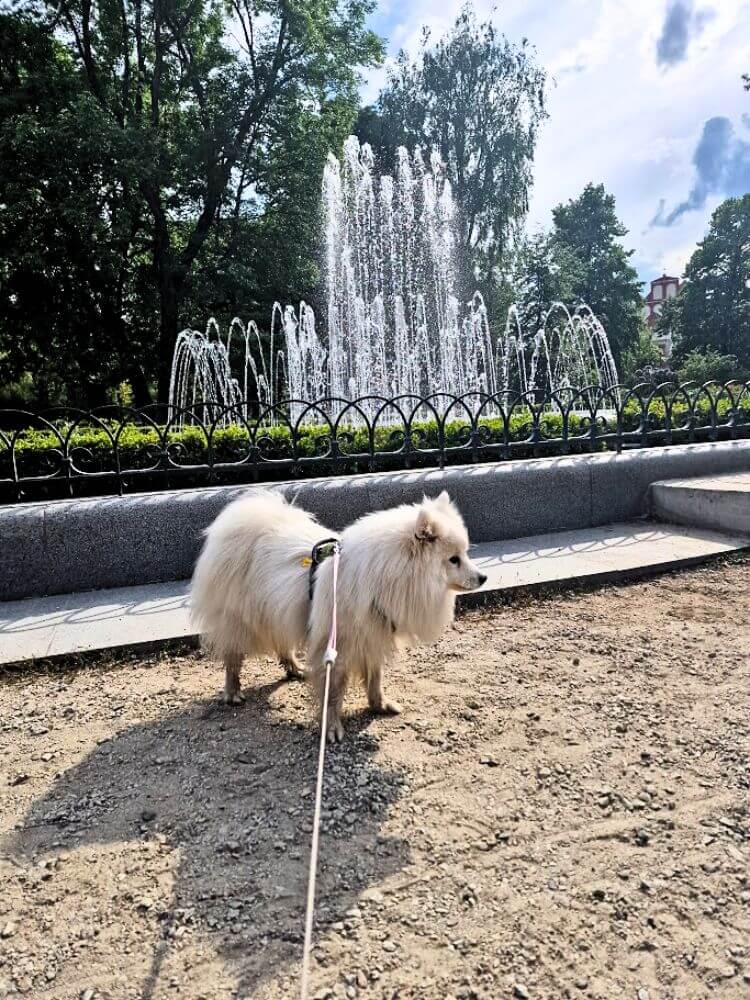 A fluffy white Japanese Spitz on a leash standing near the fountain in Bernardine Garden in Vilnius on a sunny day.