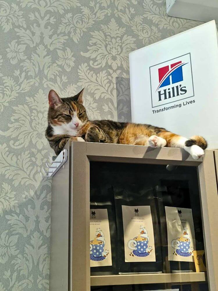 A relaxed calico cat lying on top of a display cabinet inside a Cat café in Vilnius. A Hill’s sign behind it reads “Hill’s Transforming Lives.”
