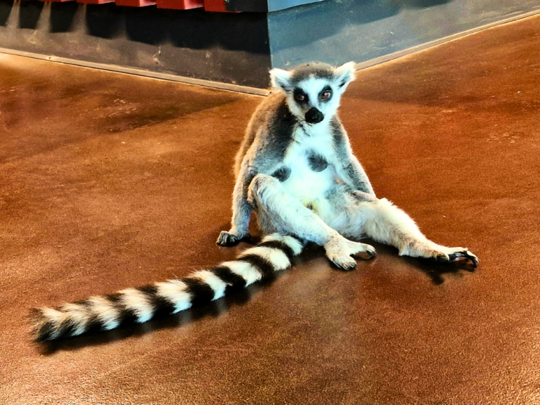A lemur sitting on the ground at Vilnius Zoo Park, looking alert in its enclosure.
