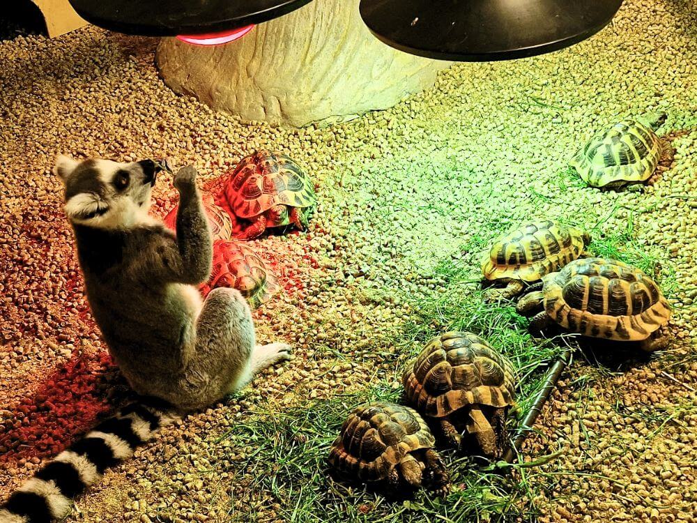 A ring tailed lemur sitting beside several tortoises under warm red and green lamps at Zoopark in Vilnius.