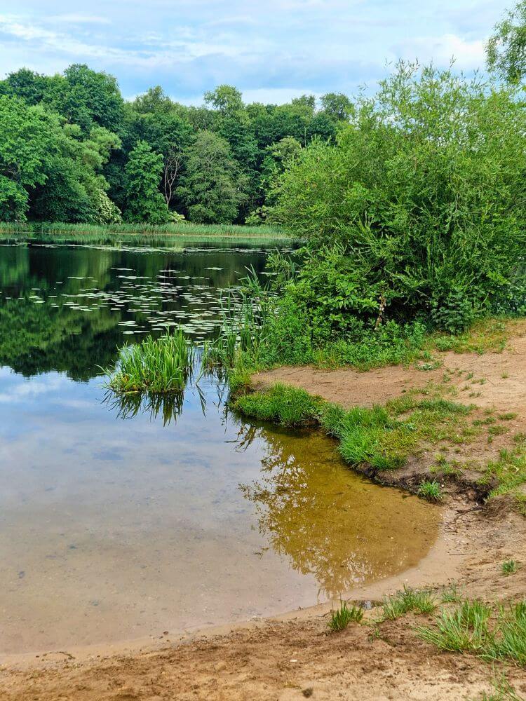 Buivydiškės Pond in June with a sandy shore, lily pads, reeds, dense green trees, and still water.