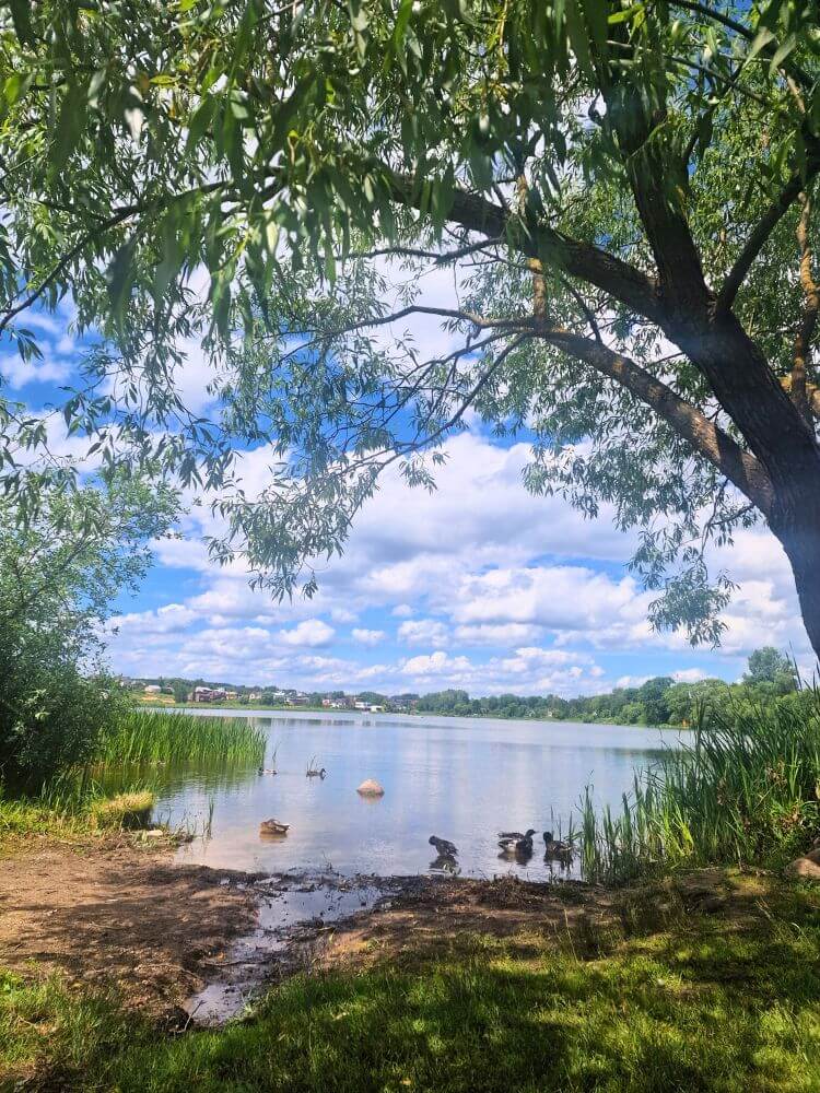 Gineitiškės Lake in June with ducks near the shore, green reeds, leafy trees, and a cloudy blue sky.