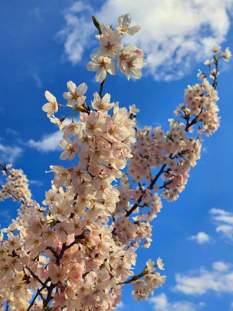 Pale pink cherry blossoms in Sakurų Park in Vilnius blooming against a blue April sky with white clouds.