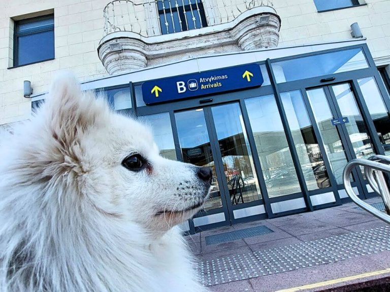 A white Japanese Spitz in front of the Vilnius Airport arrivals entrance with a sign reading “B Atvykimas Arrivals.”